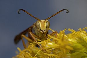 A paper wasp on a flower.