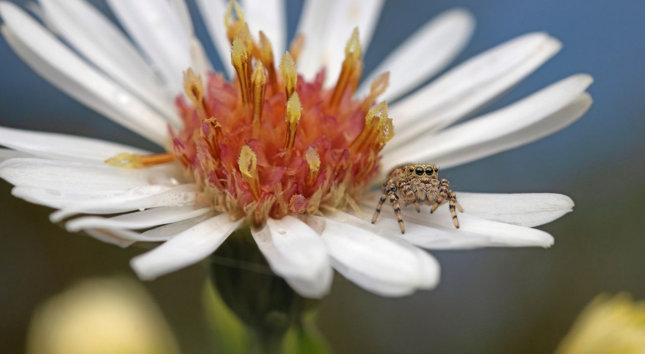 A peppered jumping spider on a flower.