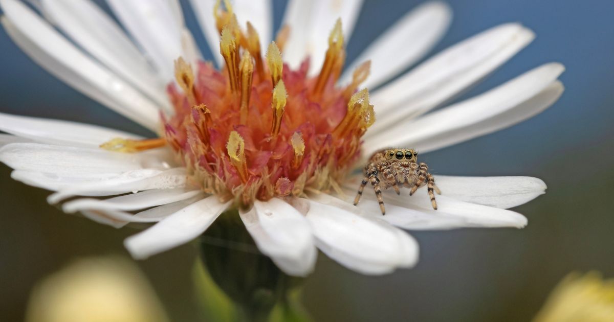 Strange Pollinators Peculiar Pollinators in the Midwest | The Nature Conservancy