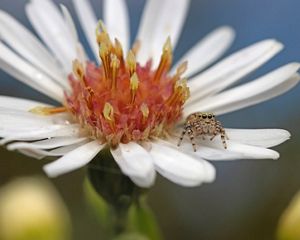 A peppered jumping spider on a flower.