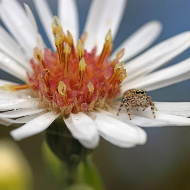 A peppered jumping spider on a flower.