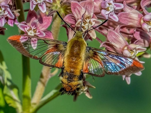 Snowberry Clearwing moth at a pink flowering plant.