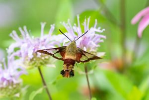 A hummingbird clearwing moth hovering over a flower.