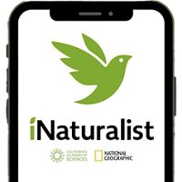 A phone with the iNaturalist app open on the screen.