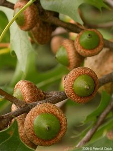 Close-up of pin oak acorns on a branch.