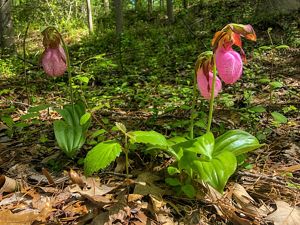 Three Pink Lady Slippers bloom on a forest floor.