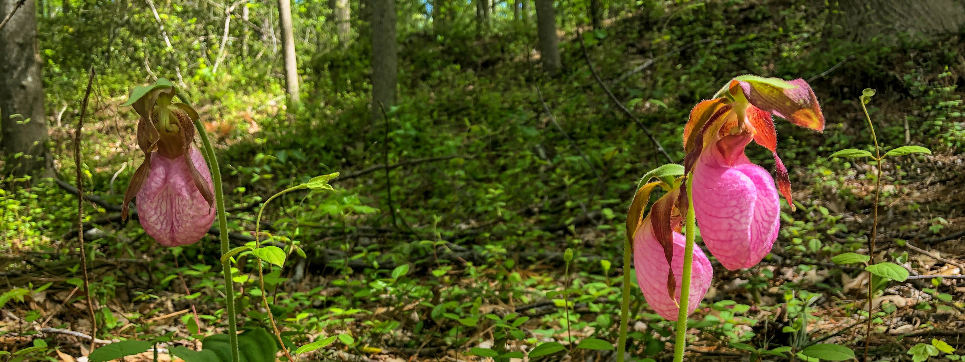 Two Pink Lady Slippers bloom in a forest.
