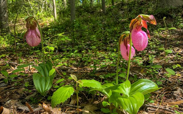 A group of 3 flowers with long green stems and pink round sacks that hang towards the ground, bloom on a forest floor. 