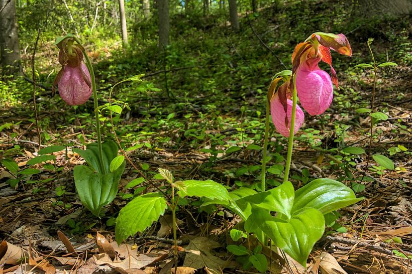A group of 3 flowers with long green stems and pink round sacks that hang towards the ground, bloom on a forest floor. 