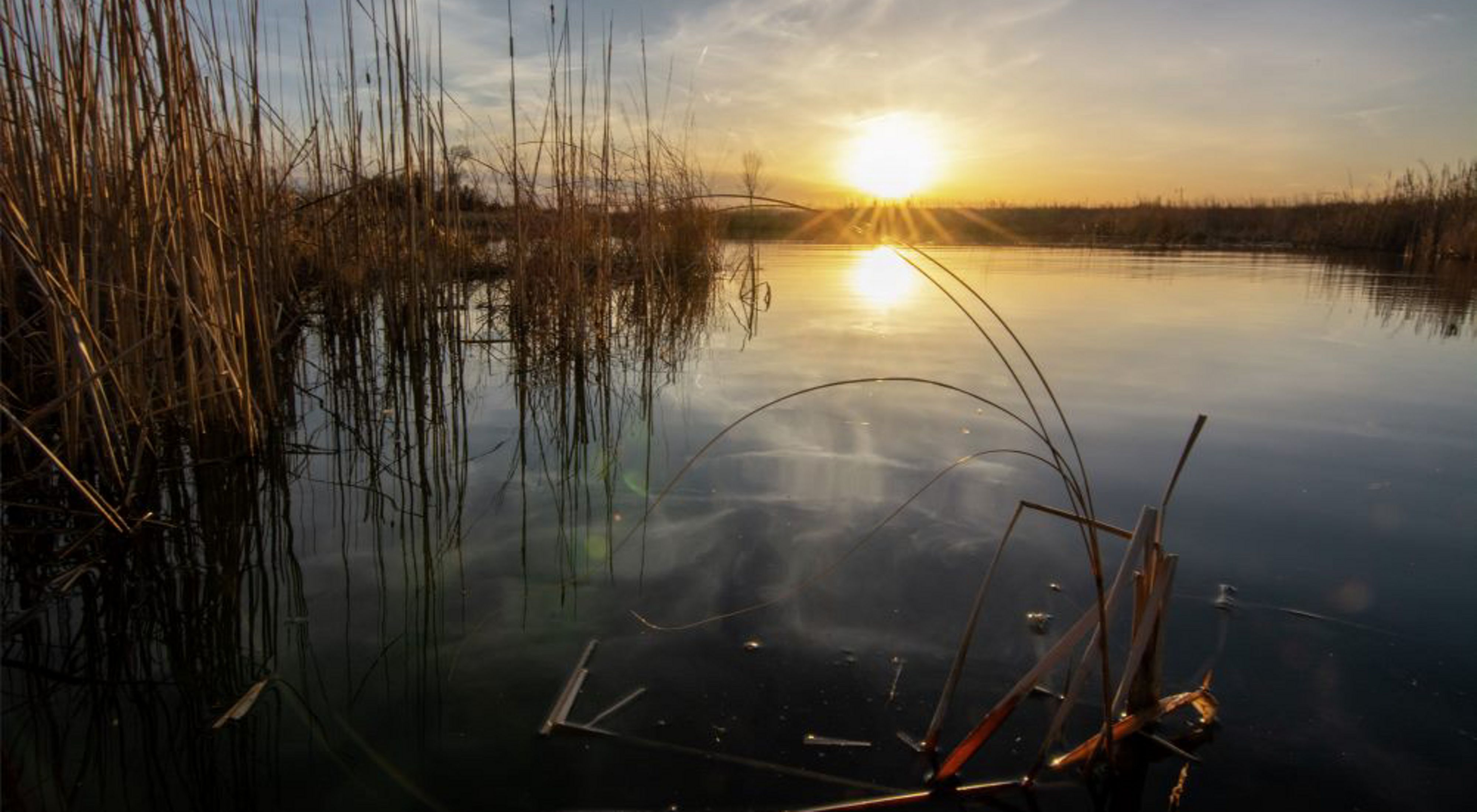 A sunset over a wetland with cattails.