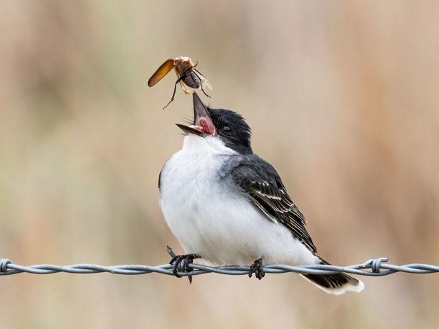 A bird perched on barbed wire has an open mouth about to catch an insect.
