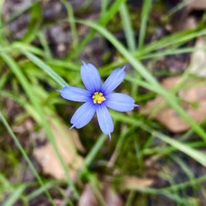 A single flower with six light blue petals arranged evenly around a yellow center