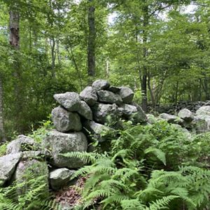 A low stone wall rising like a small hump with green ferns in the foreground and forest behind it.