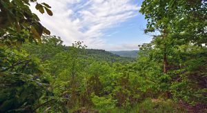 View looking out from a green forest across a vast forested landscape at Edge of Appalachia Preserve.