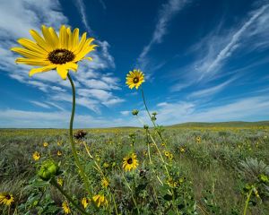 Yellow flowers growing in a field of lush green sage grass with a bright blue sky streaked with white clouds above.