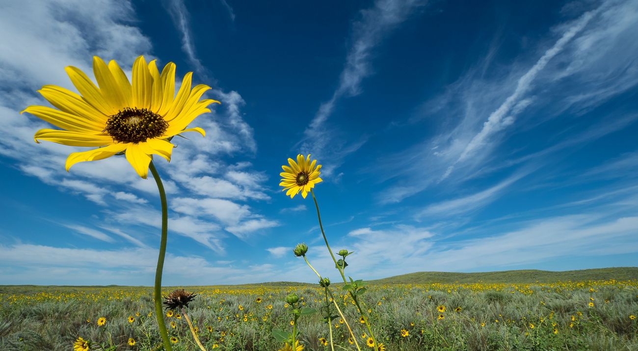 Wild prairie sunflowers