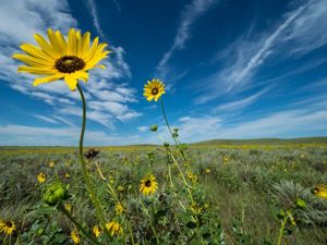 Yellow flowers growing in a field of lush green sage grass with a bright blue sky streaked with white clouds above.