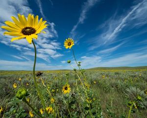 Closeup of tall yellow flowers in a vast grassland under a dramatic blue sky.