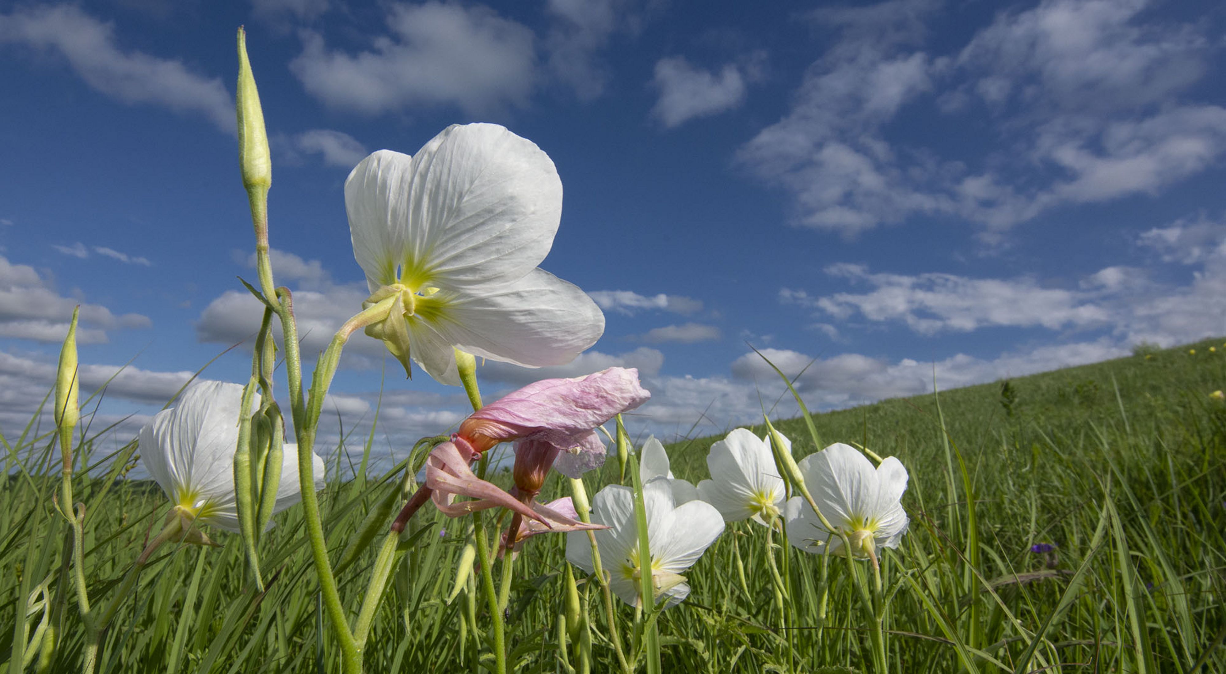 White flower sprouting out of green grass. White clouds are scattered in the bright blue sky.