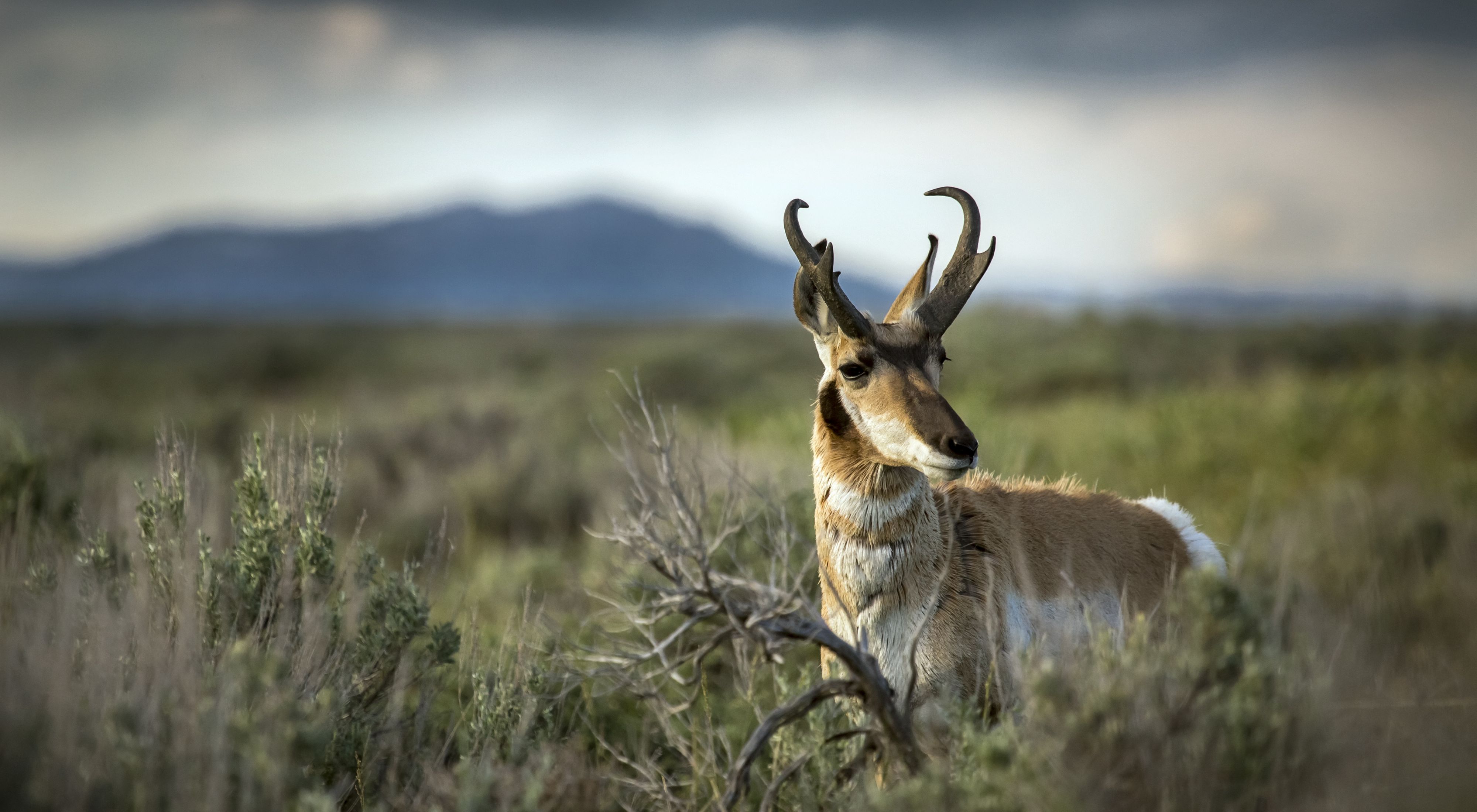 Closeup of a pronghorn standing in a grassy field.