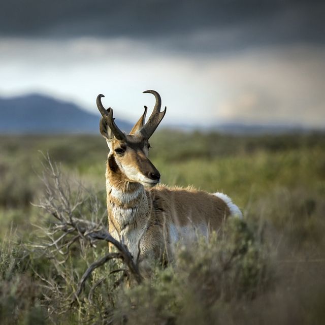 A pronghorn standing among tall vegetation with mountains in the background. 
