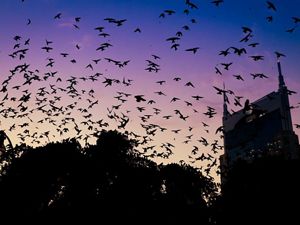 Birds fly around a building at dusk.