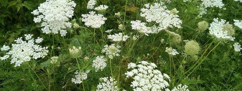 White flowers bloom on a green bush.