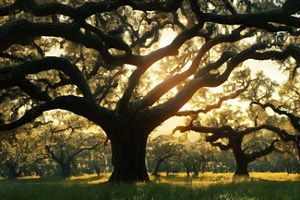 View of a Southern live oak tree.