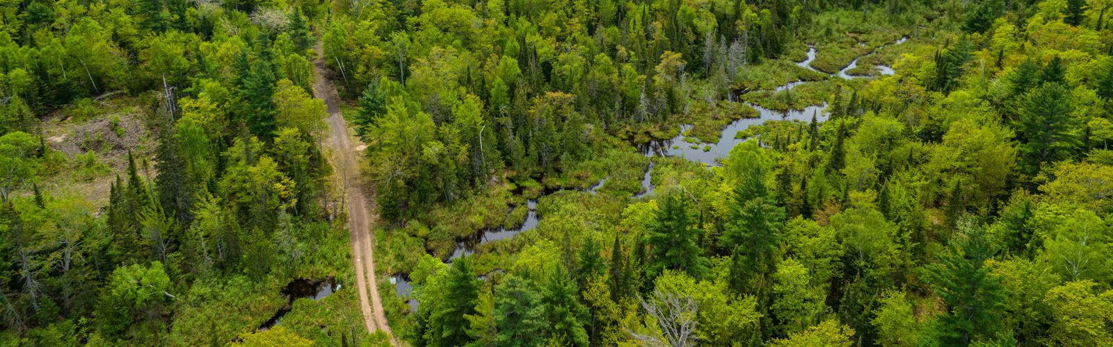 A river winds through a lush green forest in the recently acquired lands in the Keweenaw Peninsula.