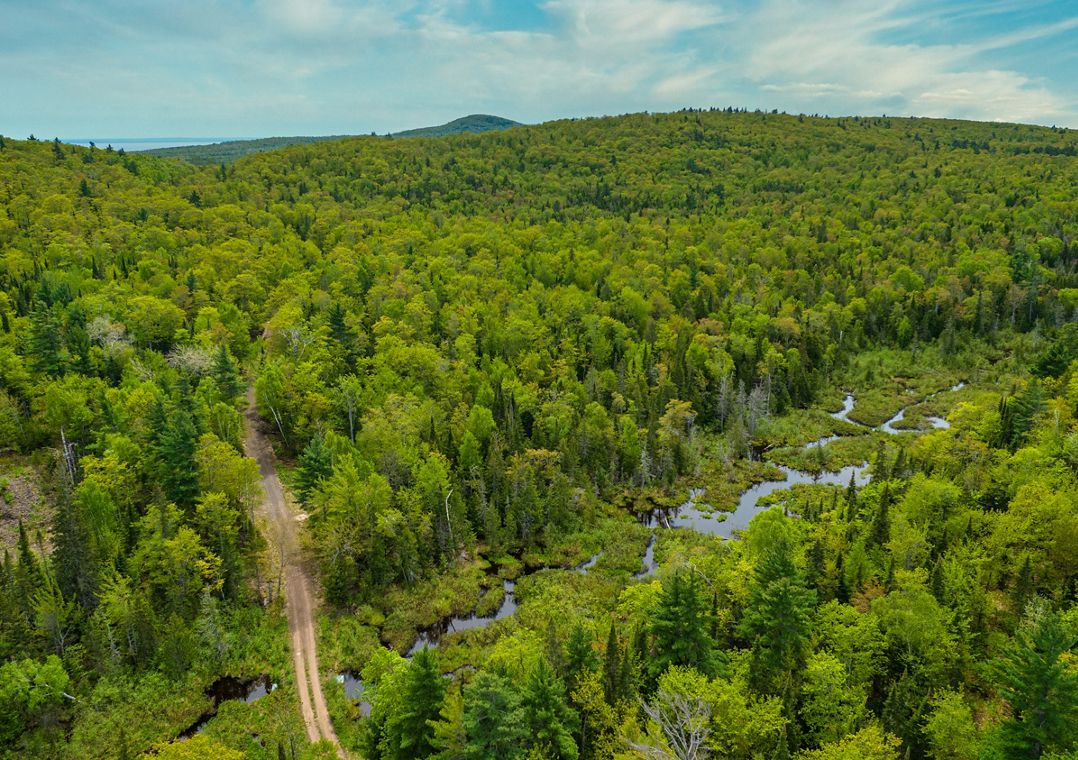 Aerial view of a forest of trees in the Keweenaw with a winding river and dirt road running through it. 