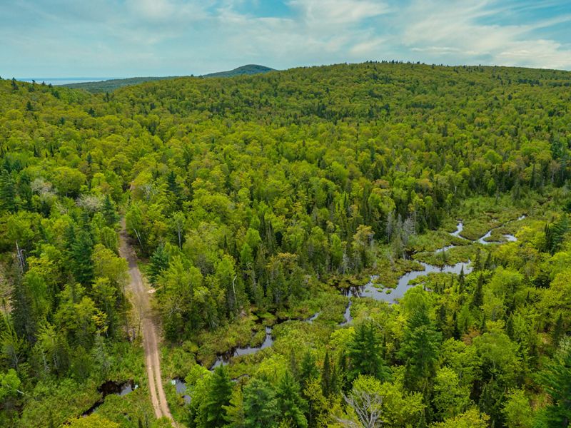Aerial view of a forest of trees in the Keweenaw with a winding river and dirt road running through it.