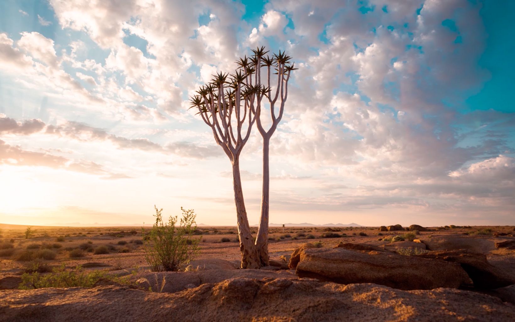 A tall tree stands in a desert setting against dramatic skies.