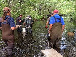 Five men in chest waders and t-shirts wade knee-deep in a small river, carring nets and scientific equipment.