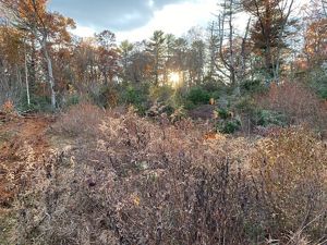 The sun sets between distant pine trees, with dried goldenrod seed heads glowing in the foreground.