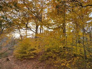 A low hillside covered with large and small American beech trees, with golden foliage