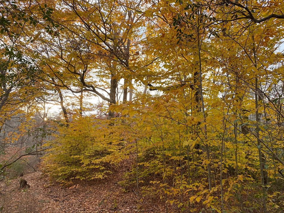 Queen's River Preserve | The Nature Conservancy in Rhode Island