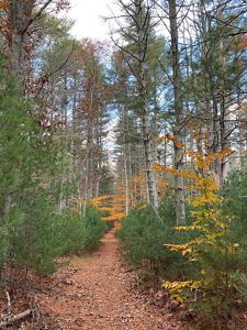 Pine trees of different heights encroach on a narrow dirt path through the woods.