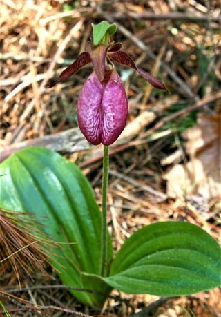 Queen's River Preserve | The Nature Conservancy in Rhode Island