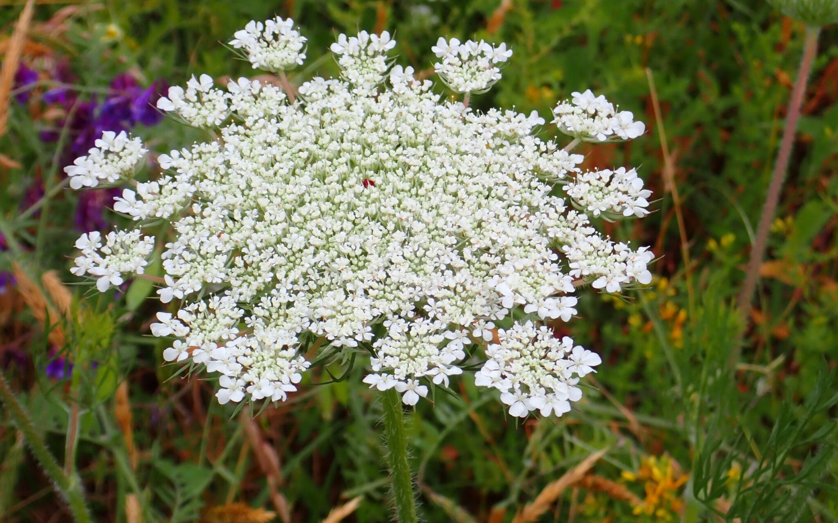 Queen Anne's Lace Another name for Queen Anne's lace is wild carrot.  © Lily Mullock/TNC