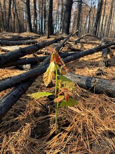 A light green tree seedling emerges between charred pine trees lying on the forest floor. 
