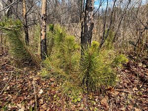Pine seedlings with long, green needles sprout from the base of charred sapling-sized trees.