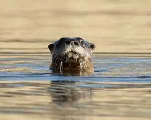 A river otter breaks the surface of a still pond in soft light, with only its head visible, looking straight at the camera