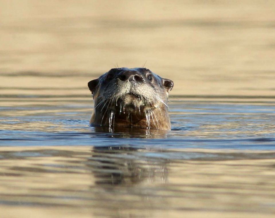 Goosewing Beach Preserve | The Nature Conservancy in Rhode Island