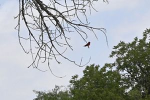 A small bird sits on a thin branch of a tree with no leaves.