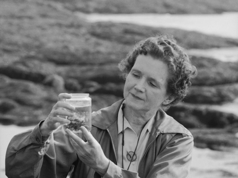 Rachel Carson studies something in a jar.