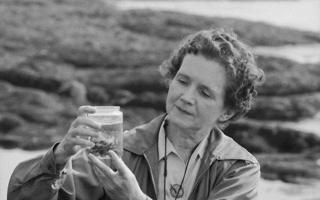Black and white photo of biologist and author Rachel Carson by the shore, examining a specimen in a jar.