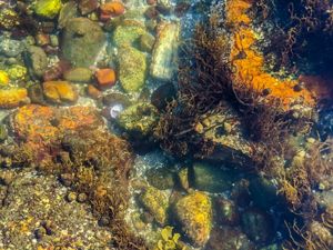 Looking down through water to a collection of sea creatures and plants in a shallow pool.