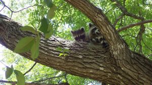 Racoon family sitting on a tree branch.