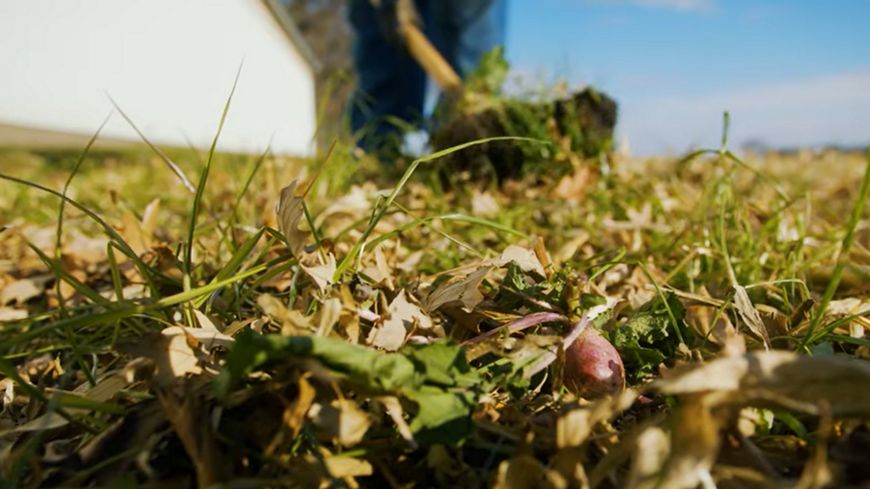 Closeup view of radish plants among dry, brown leaves.