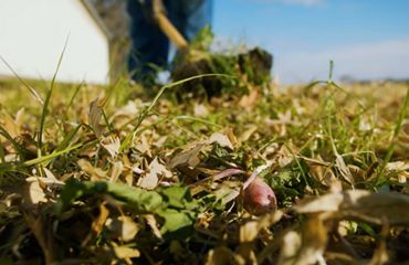 Closeup of a farm field planted with cover crops, with a shovel turning over healthy soil in the background.
